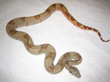 crazy pattern hypo x hogg