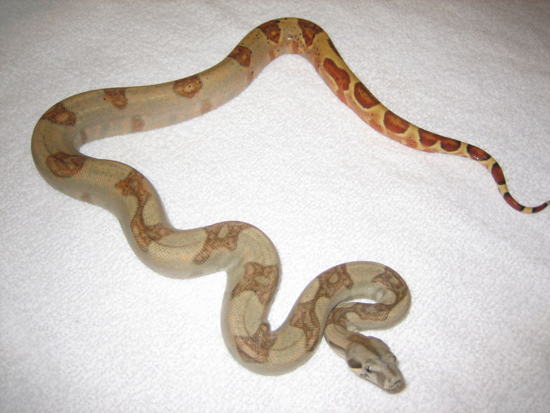 crazy pattern hypo x hogg