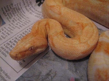 coral albino
