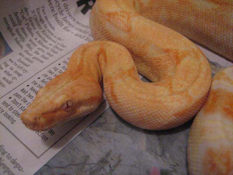 coral albino