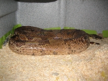 gravid normal salmon