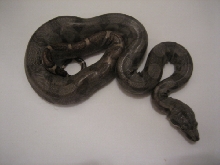 what is it???