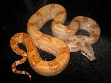 Emerald Line hypo/hogg boa