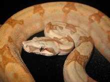 Emerald Line hypo/hogg boa