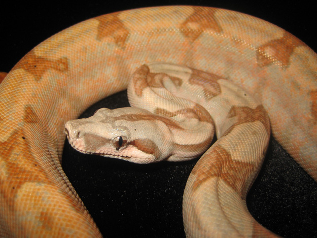 Emerald Line hypo/hogg boa