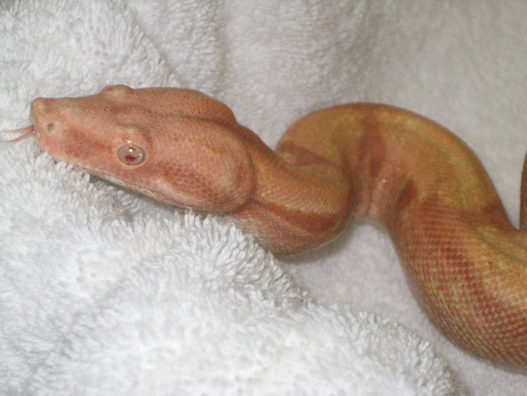 Male Pastel Sunglow