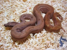 Maroon Sunset Boa