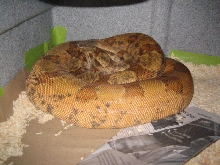 gravid sunset cross