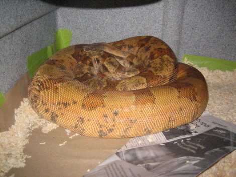 gravid sunset cross