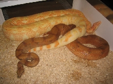 male EMERALD LINE sunset  & female poss gravid coral albino.