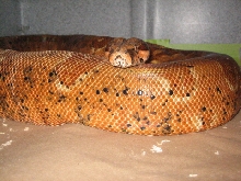 my new hypo x hogg
