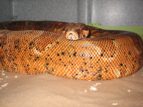 my new hypo x hogg