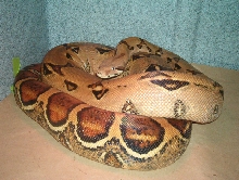 clean normal female pastel