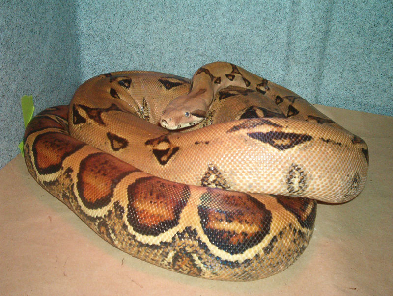 clean normal female pastel