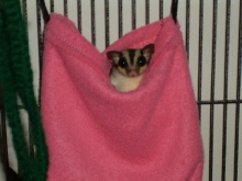 Sugar glider