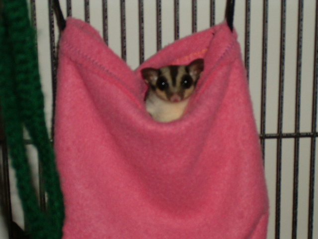 Sugar glider
