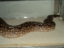 Argentine Boa