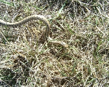 First ones in the field in '07.
