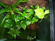 D. Leucomelas Tank