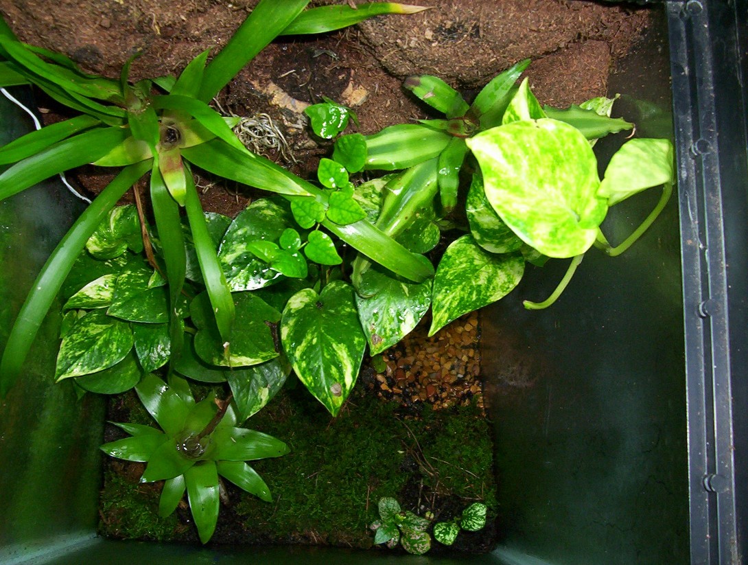 D. Leucomelas Tank