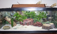 Leo Tank