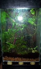 Future Home of D. Leucomelas