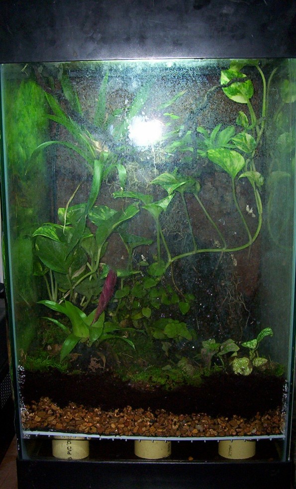 Future Home of D. Leucomelas