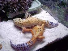 Male HY/Tang and Female Tang...