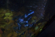 d. auuatus 'blue'