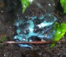 d. auuatus 'blue'