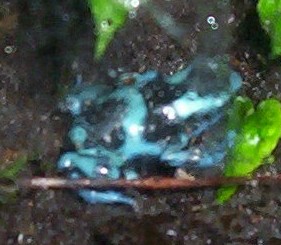 d. auuatus 'blue'