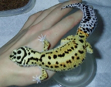 HY Female Stripe