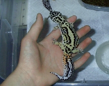 Female Stripe