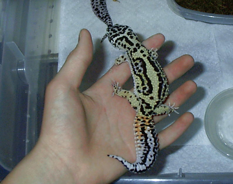 Female Stripe
