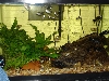Molly Tank