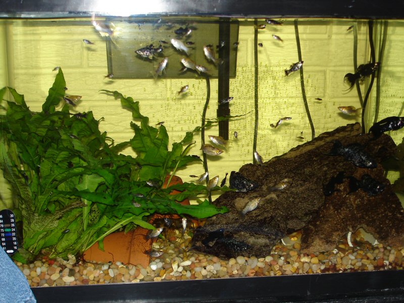 Molly Tank