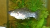 Brown Molly Female