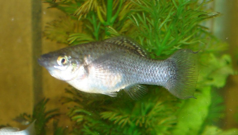 Brown Molly Female