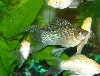 Brown Molly Male
