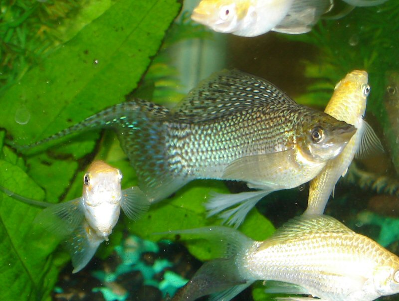 Brown Molly Male