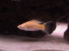 Creamsickle Male