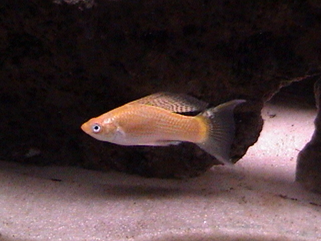Creamsickle Male
