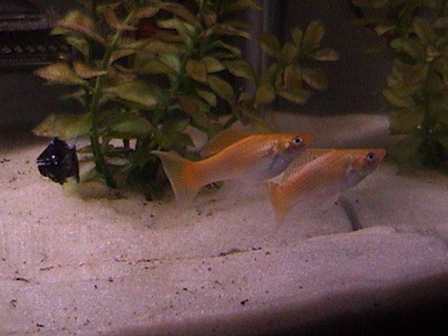 Creamsickle Pair