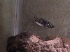 Marble Female