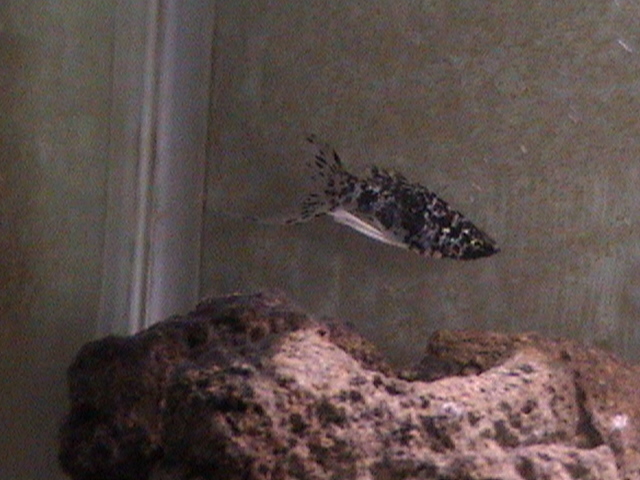 Marble Female