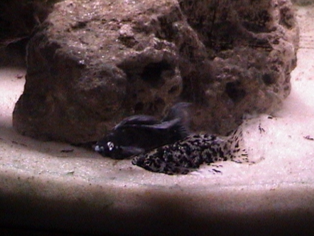 Marble Pair
