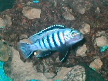 Pse. Saulosi Male