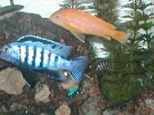 Pse. Saulosi Pair