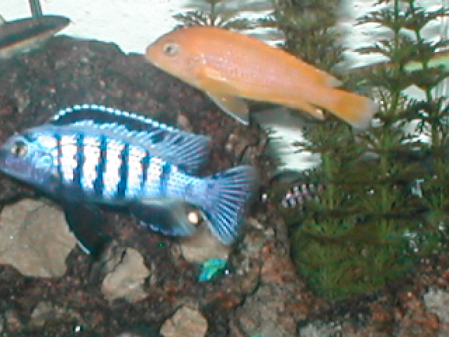 Pse. Saulosi Pair