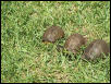 FL Box turtles